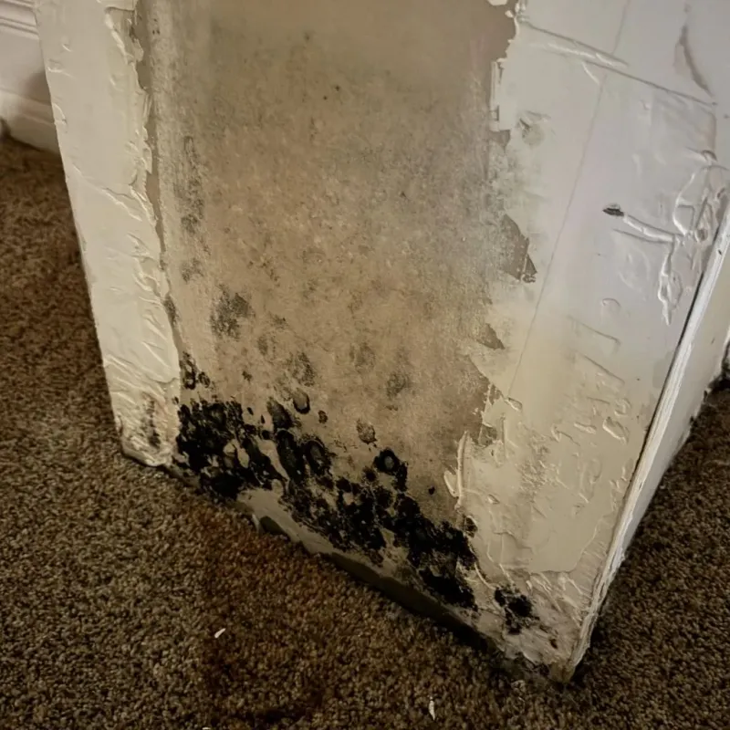 Professional Mold Removal in Macedonia, OH